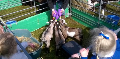 Bottle feeding pygmy goat kids x 3 at a Fishers Mobile Farm visit